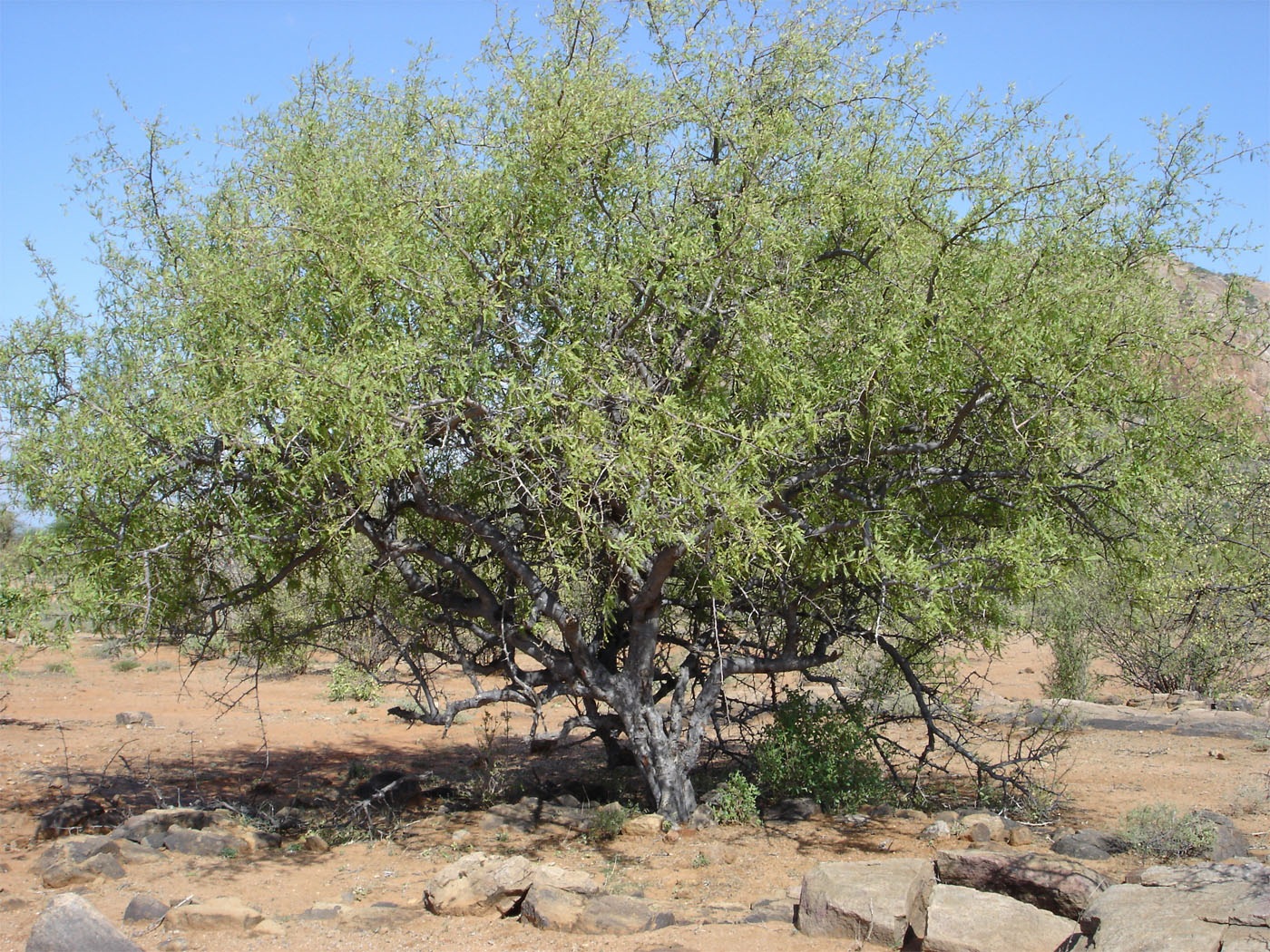 Boswelia neglecta Kenya